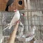 مجموعه طيور جاوا انتاج البلد غير مستورد