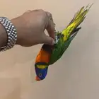 لوري اليف ومتكلم .تم البيع