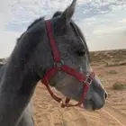 حصان عمره 3 سنوات سليم شرط معسوف على السوم