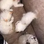 قطط هملايا هاف بيكي