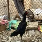 دجاجة شامو الماني فاخر