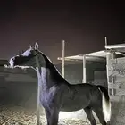 حصان واهو