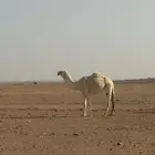 بكره رمانيه كفو