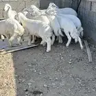 طليان