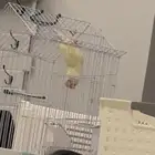 روز اليف عيونه حمراء