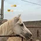 حصان العمر 5سنوات كفو لاهوب حلو ولاهوب بارد
