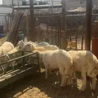 طليان حريات ضيوف وثلاجه