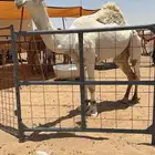 قعود اوضح