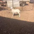 لبيع ذبيحه رخل على جميع الشروط