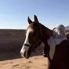 حصان انقليزي