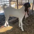 للبيع تيوس هولندي مشاريع