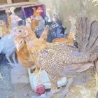 دجاج بلدي