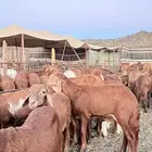 طليان سواكن حمريه مرابي ( راجع التقييم )