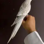 انثى كروان لون مميز واليفه