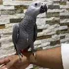 فرخ كاسكو .تم البيع