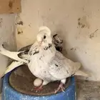 حمام قطيفى جوزين منتجين ومعهم زغلولين
