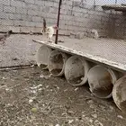 دجاجه بلدي صنف