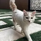 قط شيرازي للتبني