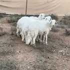 طليان حريات