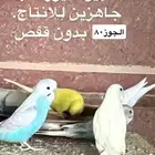 طيور حب. للبيع. جمله ومفرق.