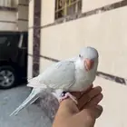 ببغاء فرخ كويكر دايلوت