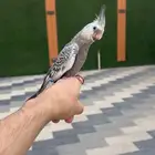 كروان اليف