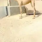 هجن عرض فاخر للبيع حقة تلقي ابيها ولد المتحد الرملي