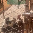 دجاج وحمام للبيع