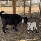 عنز تحتها تيس