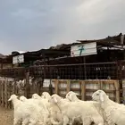 طليان حري جبره ناهي جادعان شرط