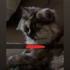 قطة شيرازيه للتبني