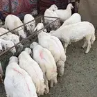 للبيع طليان ذبايح سمان فل شحم شرط عدد 14 راس