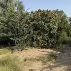 مشتل شجر كبار مع التوصيل مجانا غرب مكة