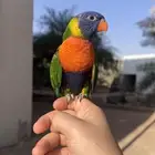 لوري اليف و لعوب