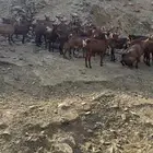 معزا دهم فواخر