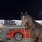 حصان واهو شيخ