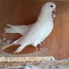 قطايف صندقة