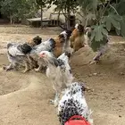 دجاج براهما توب التوب