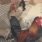 دجاجه