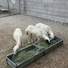 ضان رفيديات 3 بعيالها