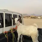 تيس بيشي فل شحم