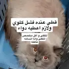 قطط