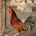 ديك عربي بلدي كفو