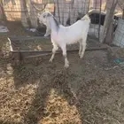 جفار وتيس برص