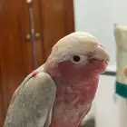 كوكاتو قالا (اليف)