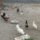 دجاج بلدي بياض تم البيعع