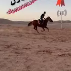 مدرسة عز للفروسية