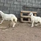 خرفان