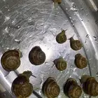 10 حلزونات للبيع ب5 ريال (كل الحلزونات بخمسه ريال)
