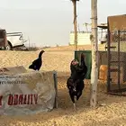 دجاج باكستاني